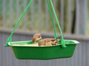 Plastic Bowl Bird Feeder for Food & Water, Multipurpose, Small