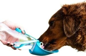 Henry Wag® Water Bottle with Leaf Bowl, Grey