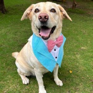 Aqua Stripe Tuxedo Vest Bandana For Dog (S, Blue), 1 Count