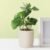 Anko Artificial Plant & White Ceramic Pot (Potted Plant) | Decorative Item for Home, Office, Bedroom, Balcony, Living Room | Table Top Accessory | Natural Look Artificial Plant | Plant for Home Décor