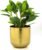 Rust & Shine Urban Loft Garden Pot – Golden Finish | Aesthetic & Modern Style Planter Pot for Botanicals & Flowers | Durable & Sleek Pot for Home, Office, Living Room and Drawing Room Décor